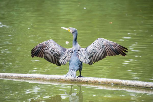 Quels sont les conseils pour organiser un concours de photographie de la faune locale?