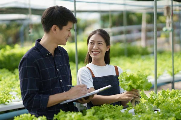 Quelle est la meilleure méthode pour cultiver des légumes en hydroponie dans un espace restreint ?