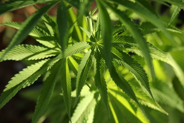 Comprendre l'interaction du cbd avec le système nerveux central: effets et avantages